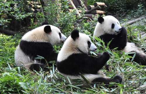 Eating-Chengdu Panda Base