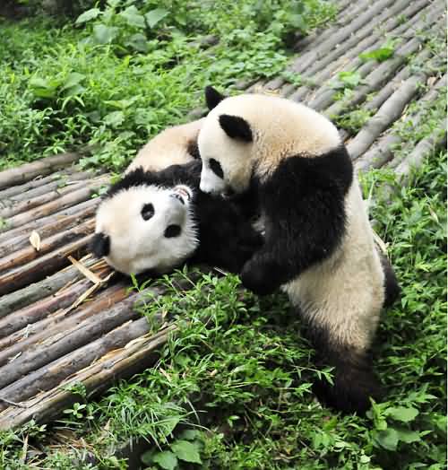 Playing in Panda Base Chengdu
