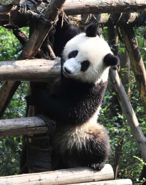 Climbing in Chengdu Panda Base