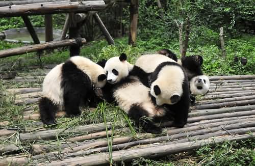 Chengdu Giant Panda Base- Having a frolic