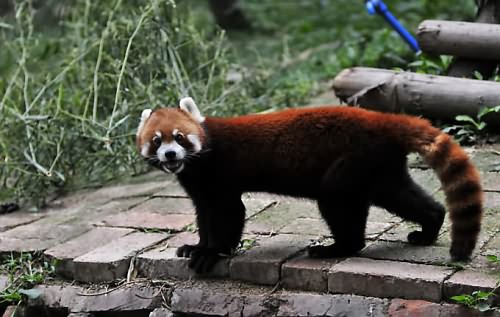 Red Panda in Chengdu Panda Base