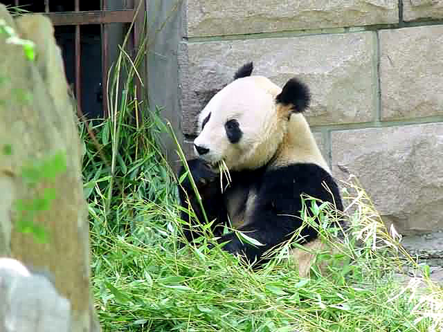 Beijing Zoo