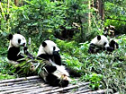 Panda Breeding Base