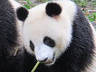 Panda Volunteer Tour in Panda Base