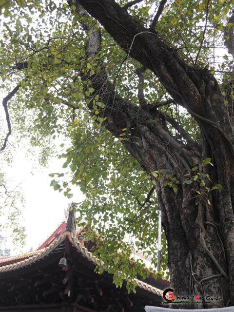 guangxiao temple