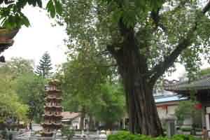 The famous Bodhi tree together with Yifa tower