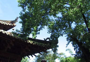 Bodhi tree