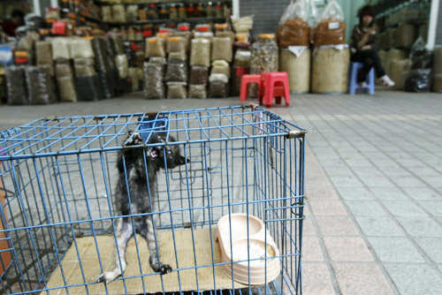 animal in the market