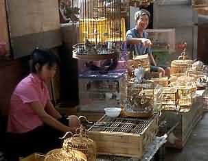 birds in the market