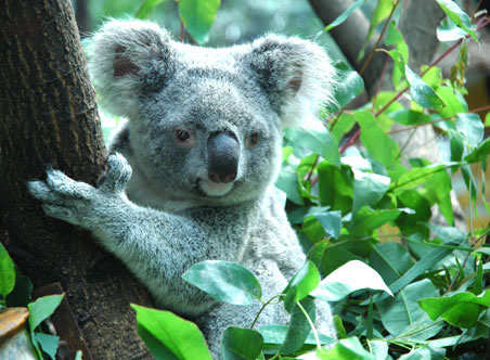 koala