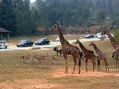 Xiangjiang Safari Park