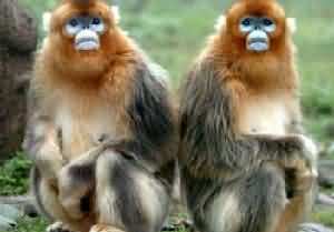 Snub-nosed Monkey