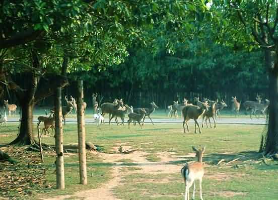 Xiangjiang Safari Park