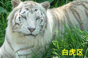 White Tiger