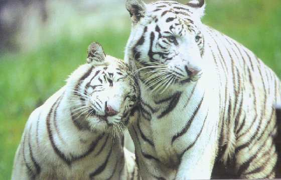 white tigers