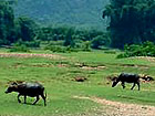 li_river_buffalo
