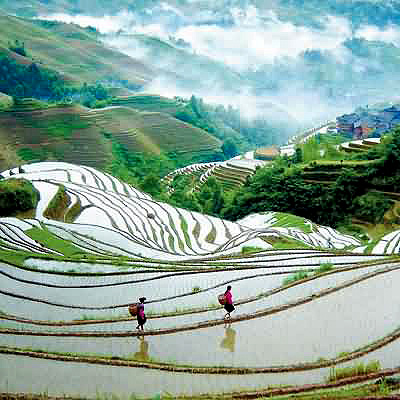 Longji Dragon's Backbone Rice Terraces