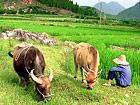 Li River