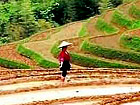 Longji rice terraces in spring