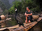 Traditional Cormorant Fishing