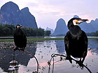 Traditional Cormorant Fishing