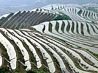 Longji rice terraces