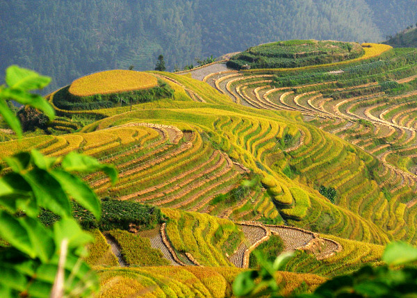 Longji Rice Terraces