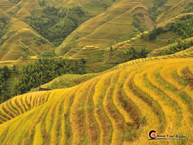 Longji Rice Terraces