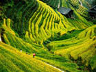 Longji Rice Terraces