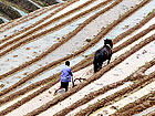 Longji Rice Terrace