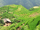 Longji Rice Terrace