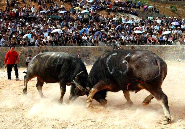 Bullfight Festival 