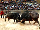 Kaili Bullfight Festival