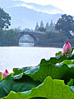 Longjing Tea Plantation