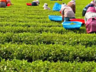 Longjing Tea Plantation