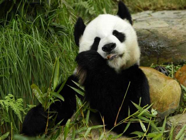 Giant Panda Is Having Bamboos