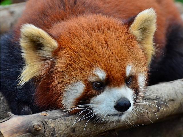Red Panda Is Thinking