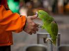 Lovely Parrot at Bird Garden