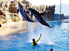 Exclusive Dolphin Shows