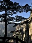 Huangshan Pine