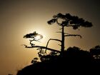 Mt. Huangshan