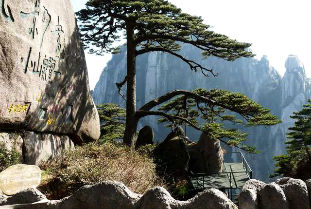 Mt. Huangshan Pine Tree