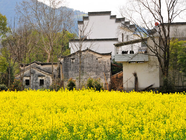 Huangshan Rape Flowers