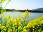 Rape flowers blooming on  river bank