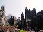 Stone Forest