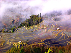 Bada Rice Terrace Area