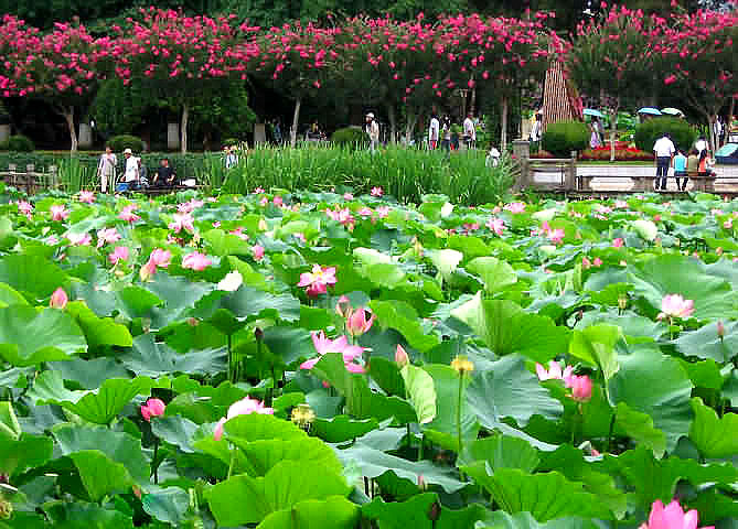 Kunming Lotus Pool