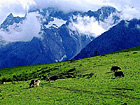 Yak Meadow in the Jade Dragon Snow Mountain