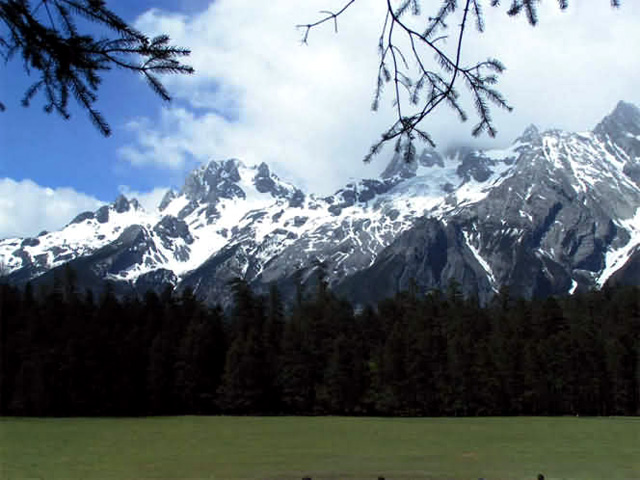 Cloud Fir Meadow