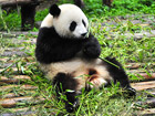 Lovely Panda